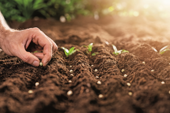 Farmer's Hand Planting Seeds In Soil In Rows